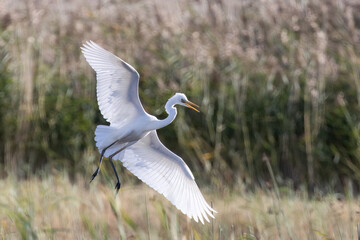 Great Egret
