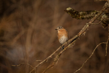 Female Eastern Bluebird perched on a dead tree branch
