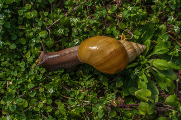 snail Achatina fulica rodatzi on the green grass © Dea