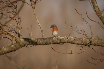 Male Eastern Bluebird perched on a tree branch