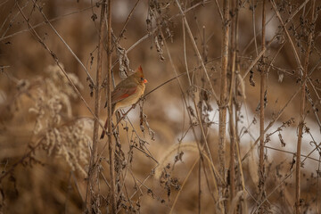Female Northern Cardinal perched on a dried plant stem