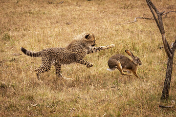 Cheetah (Acinonyx jubatus) cub chasing scrub hare (Lepus saxatilis), Maasai Mara National Reserve; Kenya