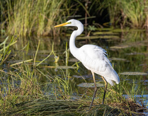 Great Egret 