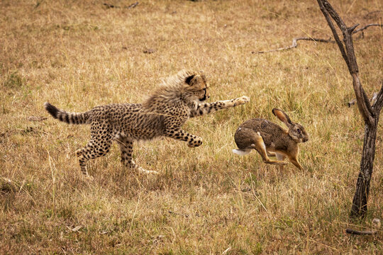 Cheetah (Acinonyx jubatus) cub chasing scrub hare (Lepus saxatilis), Maasai Mara National Reserve; Kenya