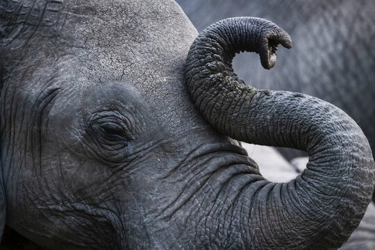 Close-up of African bush elephant (Loxodonta africana) curling up trunk, Maasai Mara National Reserve; Kenya