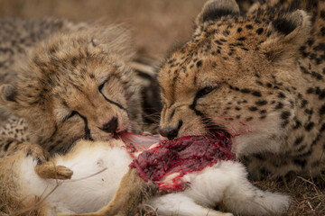 Close-up of cheetah (Acinonyx jubatus) cub and mother eating, Maasai Mara National Reserve; Kenya