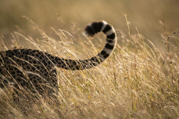 Close-up of tail of cheetah (Acinonyx jubatus) in grass, Maasai Mara National Reserve; Kenya
