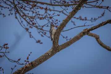 Hairy Woodpecker looks for grubs on a tree branch