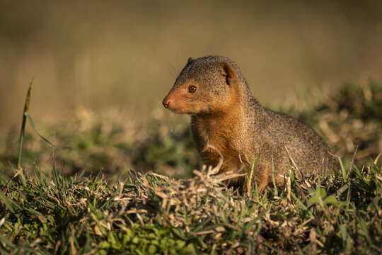 Dwarf mongoose (Helogale parvula) sits in grass looking left, Maasai Mara National Reserve; Kenya