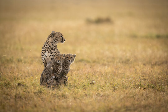 Fototapeta Cheetah (Acinonyx jubatus) sits with two cubs in grass, Maasai Mara National Reserve  Kenya