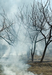Russia. North-Eastern Caucasus. Dagestan. A photographer with a camera in his hands is looking for good angles in an apricot garden shrouded in the smoke of spring bonfires against insect pests.