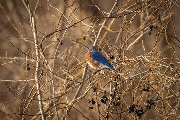 Male Eastern Bluebird perched in the bramble