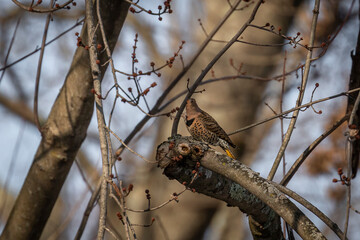 Northern Flicker perched on a tree branch