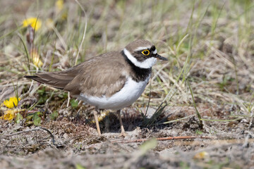 Little Ringed Plover