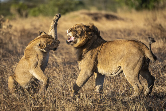 Lioness about to slap male after mating