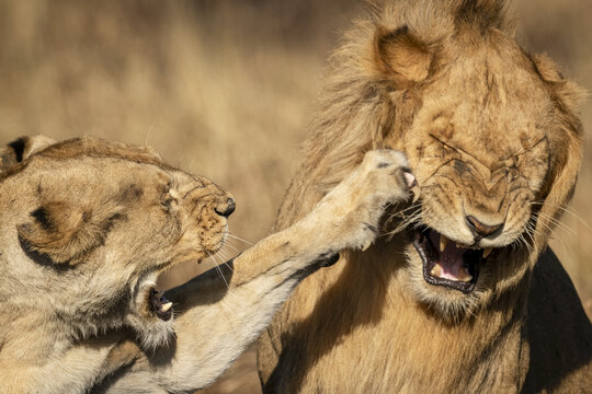 Close-up of lioness (Panthera leo) slapping male with paw, Serengeti National Park; Tanzania