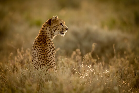 Female cheetah (Acinonyx jubatu) sits in grass facing right, Serengeti National Park; Tanzania