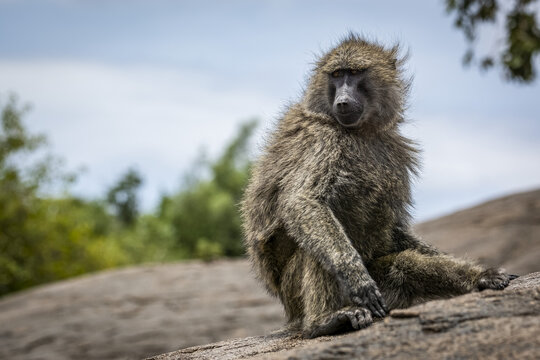 Olive baboon (Papio anubis) sits on rock turning head, Serengeti National Park; Tanzania