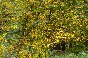 Bunches of white grapes on the vine, ripe for the annual harvest.