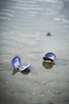 Two open bivalve shells on the beach, Blackie Spit, Crescent Beach; Surrey, British Columbia, Canada