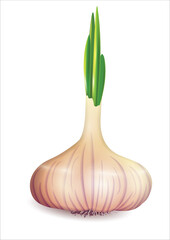 sprouted head of garlic