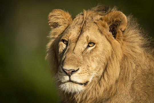 Close-up of male lion (Panthera leo) head and shoulders, Serengeti; Tanzania