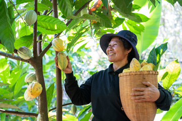 Asian smiling middle-aged woman happily picking cocoa fruit in a basket in the plantation garden...