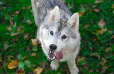 Beautiful siberian husky puppy in the park