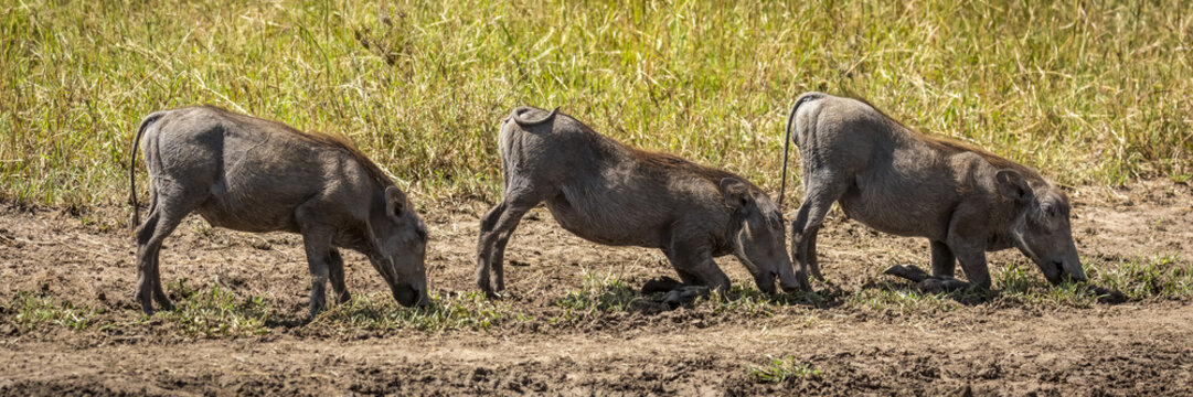 Three common warthog (Phacochoerus africanus) graze kneeling in line, Serengeti; Tanzania