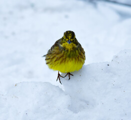 Yellow little bird wagtail jumping on white snow