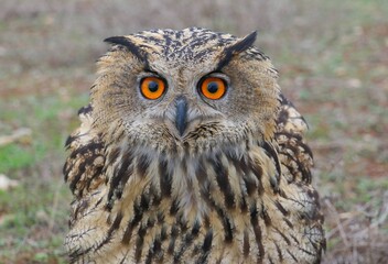 Eurasian Eagle-Owl (Bubo bubo) is Inhabits forests and steep cliffs. It lives in Asia, Europe and North Africa.it is the largest owl living in rocky areas in Turkey.