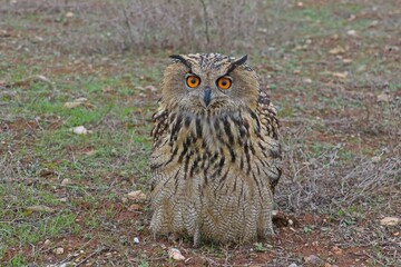 Eurasian Eagle-Owl (Bubo bubo) is Inhabits forests and steep cliffs. It lives in Asia, Europe and North Africa.it is the largest owl living in rocky areas in Turkey.