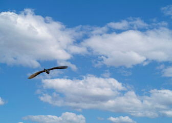 seagull in flight