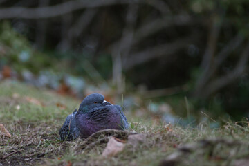 pigeon in the grass
