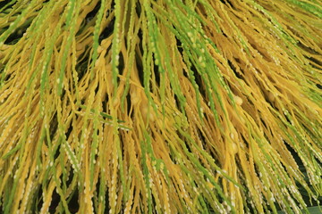 Close up areca nut flower stalks are yellow and green on Palm. Alias Areca catechu flower 
