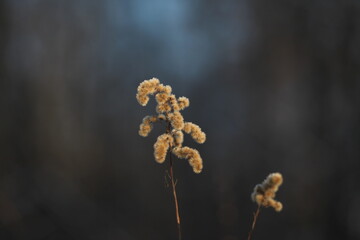 dried plant on frosty winter day