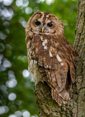 owl on a branch in summer