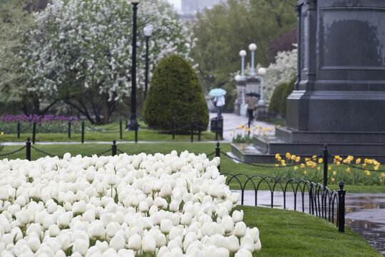 White tulips in a garden, Boston Public Garden, Boston, Suffolk County, Massachusetts, USA