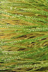 Close up areca nut flower stalks are yellow and green on Palm. Alias Areca catechu flower 
