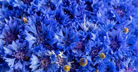 Beautiful blue close-up flowers of cornflowers. Blooming cornflowers. Bouquet of cornflowers. Blue cornflowers background. Blurred nature background with bokeh. Beautiful bunch of cornflowers