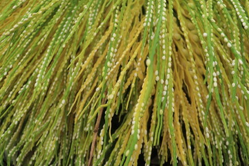 Fototapeta premium Close up areca nut flower stalks are yellow and green on Palm. Alias Areca catechu flower 