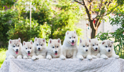 Beautiful siberian husky puppy in the park