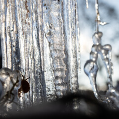 Background of bright transparent icicles in the sunlight