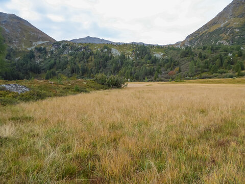 Panoramic view of alpine lake Winterleitensee surrounded by swamp, reed and fir forest near Zirbitzkogel, Seetal Alps, Styria (Steiermark), Austria, Europe. Idyllic hiking trails in summer