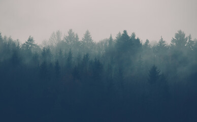Forest mountain misty morning nature background - 555168028
