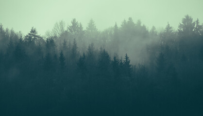 Forest mountain misty morning nature background - 555168222