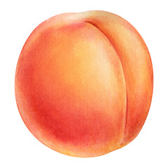 Peach isolated on white, fruits watercolor. Botanical illustration of fruit peach, Watercolor elements for design