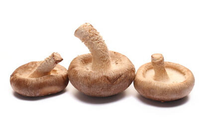 Fresh shiitake mushroom pile isolated on white