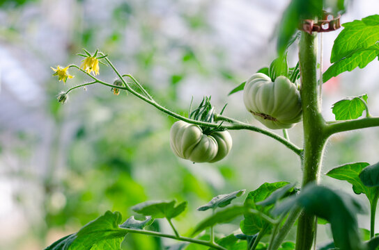 Agricultura urbana