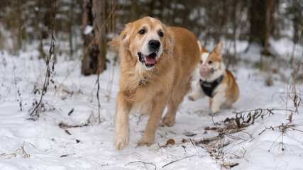 Golden retriever walking in the park in winter